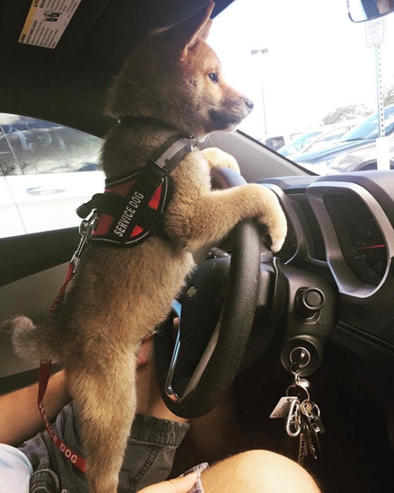 cachorro de pastor alemán al volante