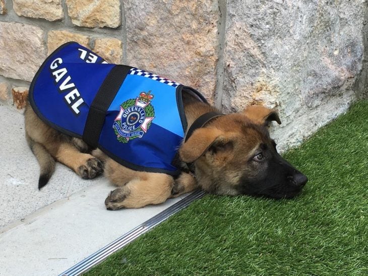 cachorro policía cansado