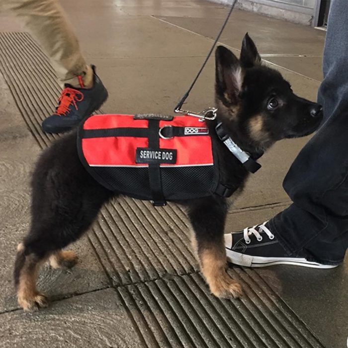 cachorro negro con chaleco rojo