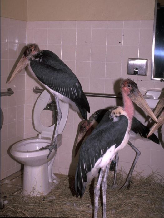 flamingos en un baño