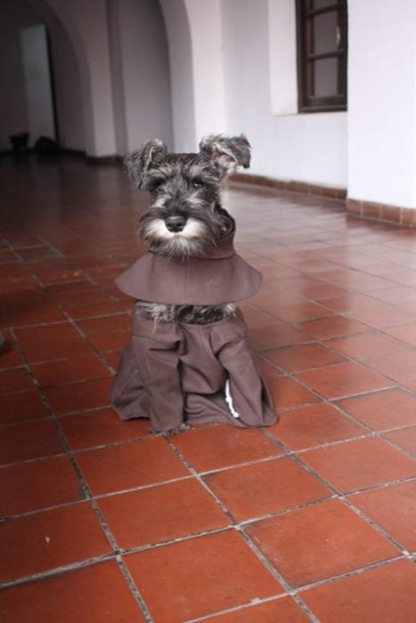 perrito con hábito de monje