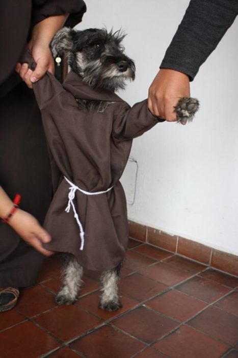 dos manos mostrando a un perrito con hábito de monje