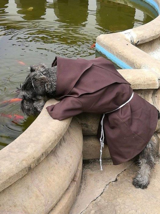 perrito vestido de fraile viendo a peces en una fuente