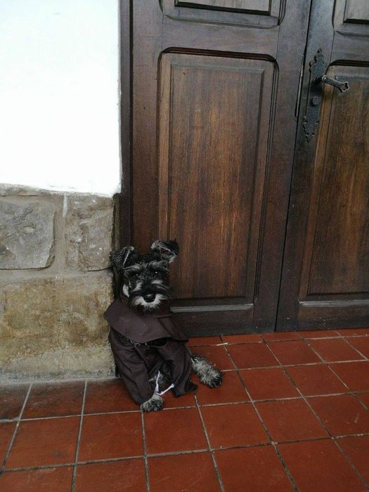 perrito vestido de monje frente a una puerta de madera