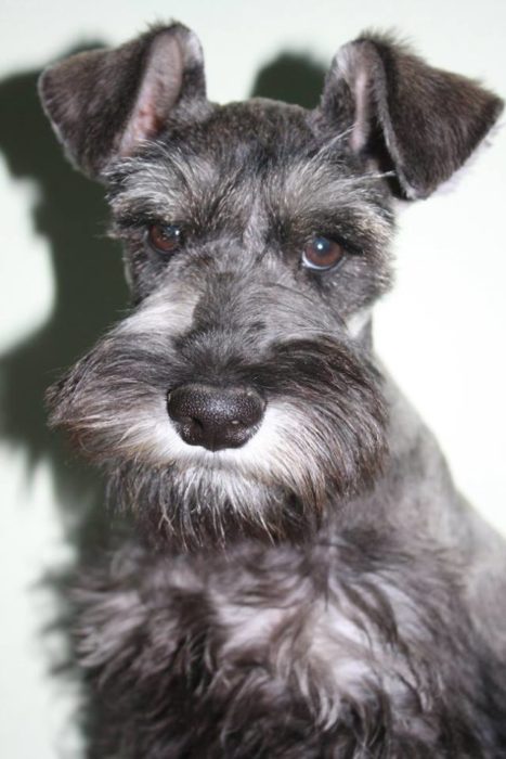 perrito schnauzer 