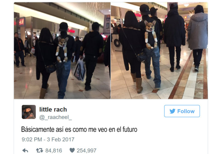 tuit de un muchacho que carga a un perro en una mochila