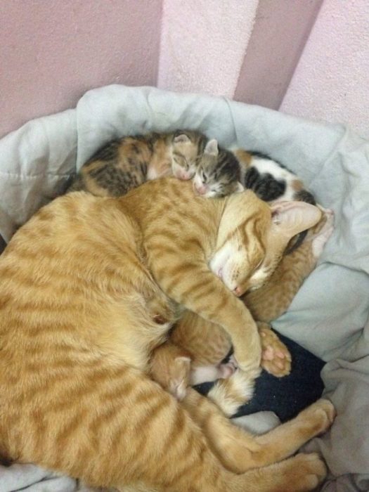 gato dormido con sus crías