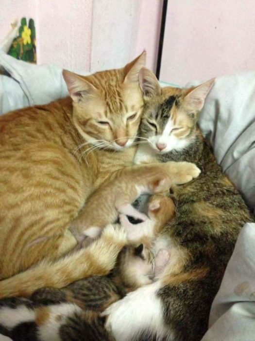 gato familia abrazo