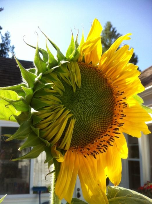 girasol medio abierto