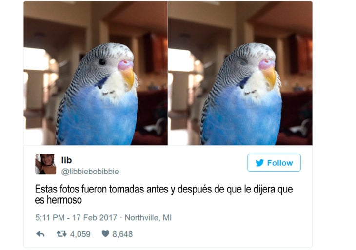 dos fotos de pájaro, en una tiene los ojos cerrados y en la otra abiertos