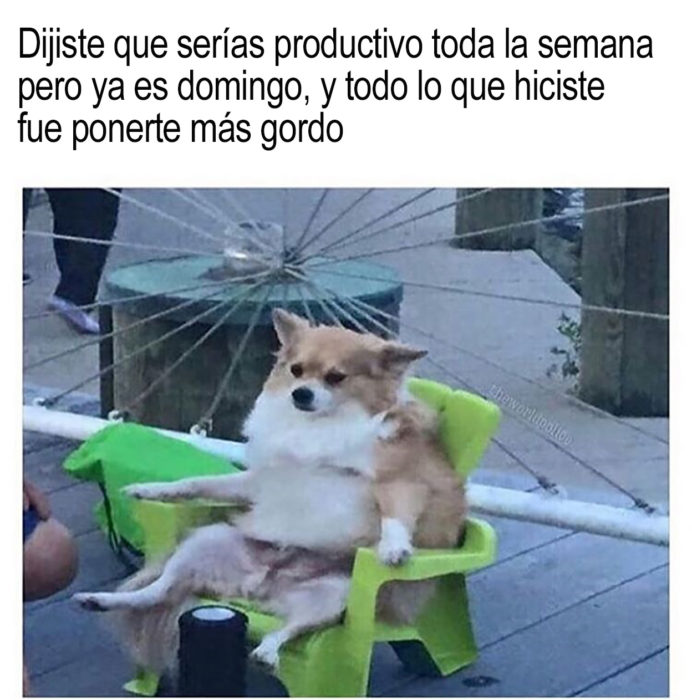 meme perrito sentado en una silla