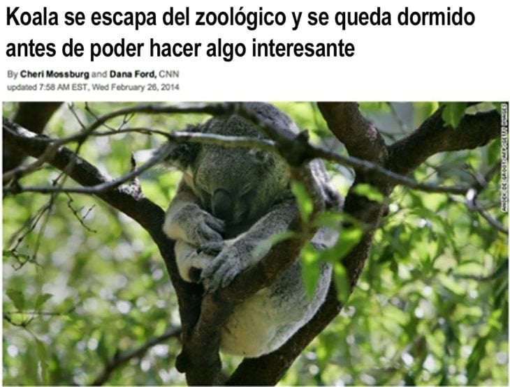 koala dormido en una rama