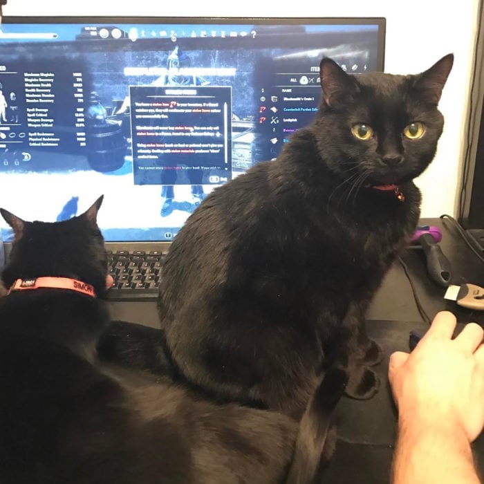 gato sentado en computadora