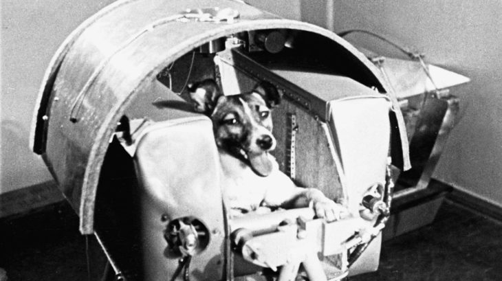 laika, el primer perro enviado al espacio