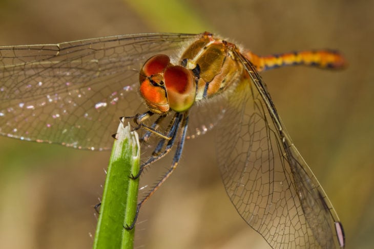 Foto macro de libélula