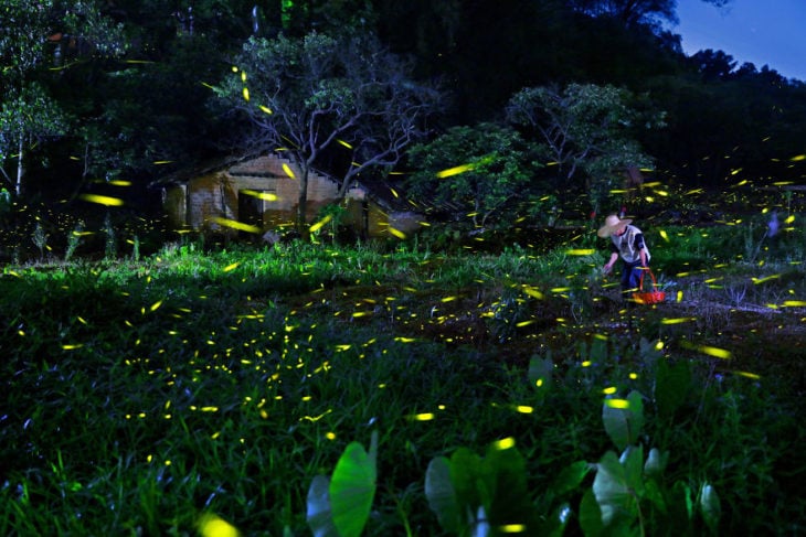 Luciérnagas en los campos de Japón