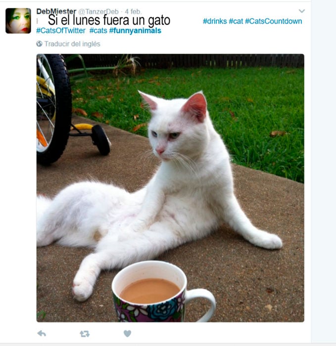 gato blanco al lado de una taza de café