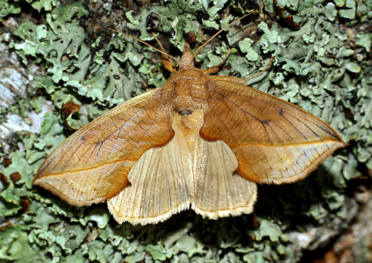 mariposa vampiro