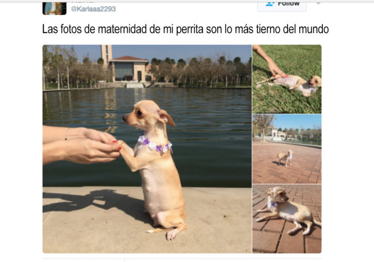 fotos de maternidad de una perra chihuahua