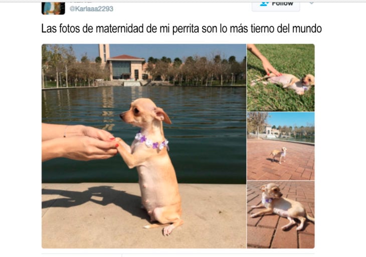 fotos de maternidad de una perra chihuahua