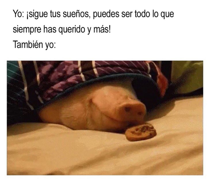 meme cerdito en la cama con una galleta