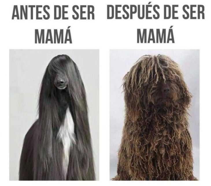 antes después de tener hijos perro cabello