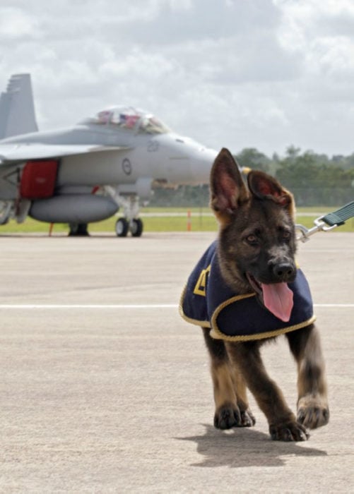 perrito militar corriendo en una pista de aviones