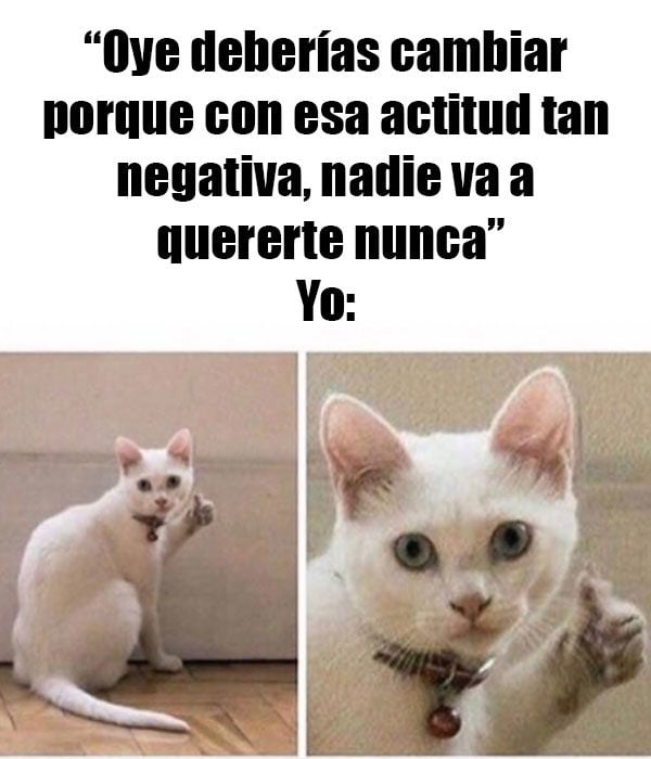 gato meme nunca te van a querer