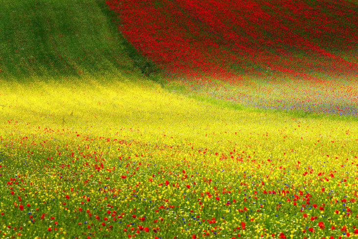 campo de flores en Italia 
