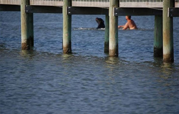 un hombre salva a un oso salvaje