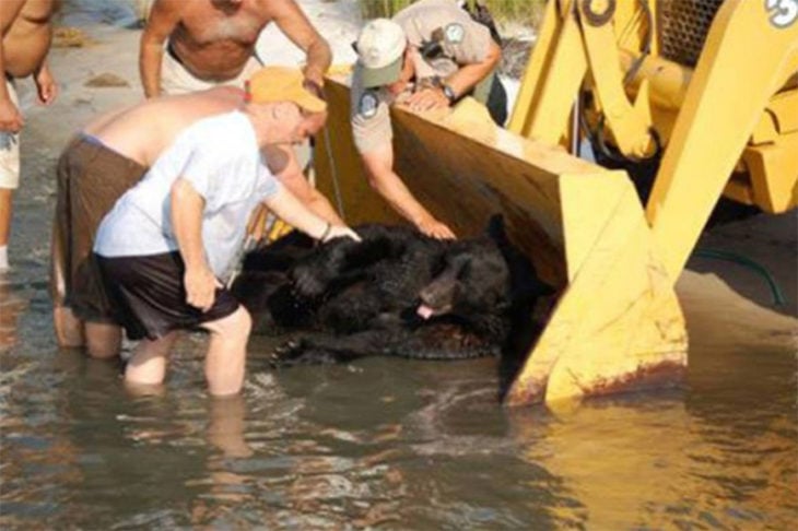 oso rescate florida mar