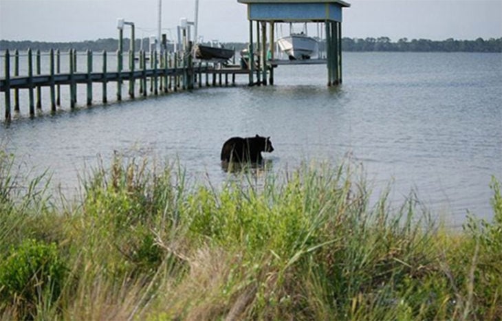 oso negro metiéndose al mar