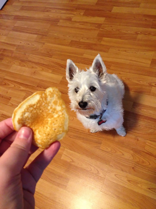 perrito mirando un pancake