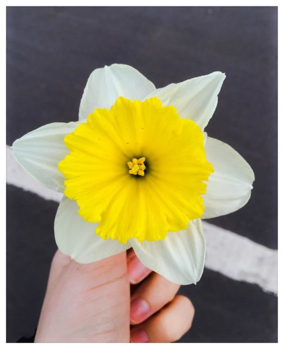 flor con pétalos amarillos y blancos