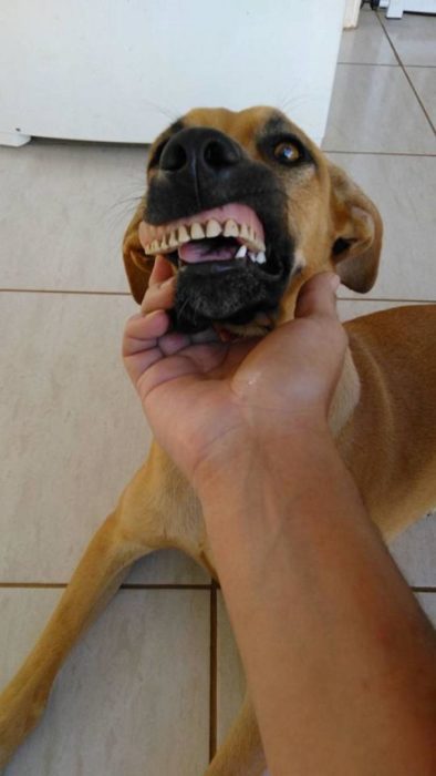 sonrisa perro dentadura cavar 