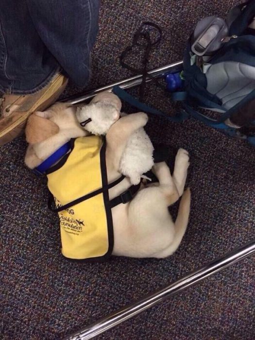 cachorro de servicio abrazando a un perro de felpa