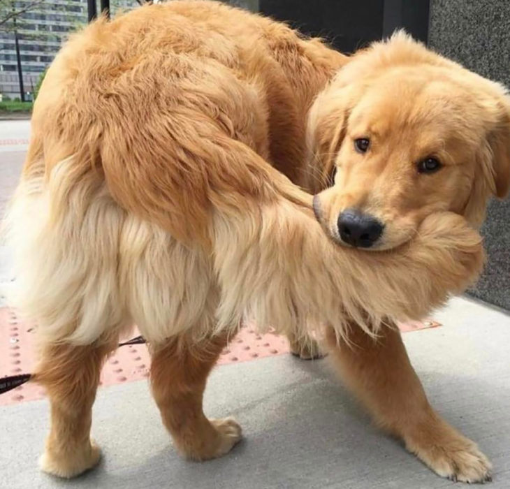 perro mordiéndose la cola