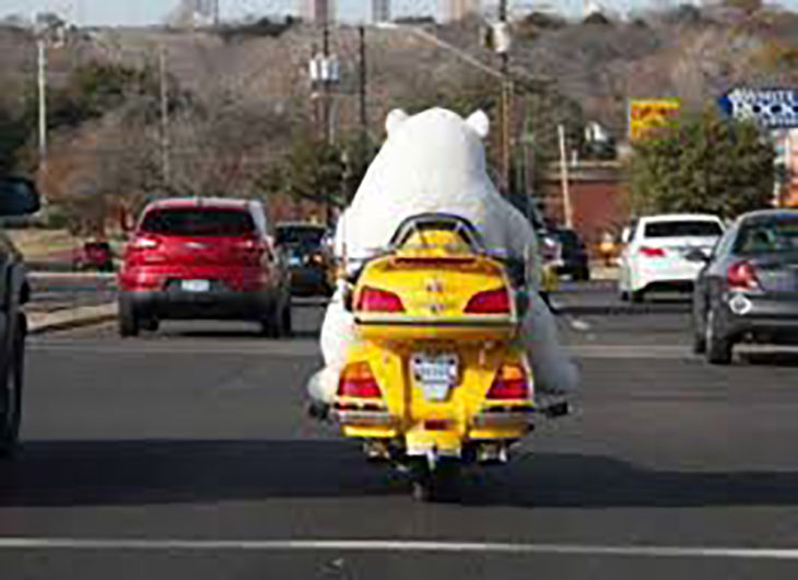 persona en botarga de oso polar en una motocicleta