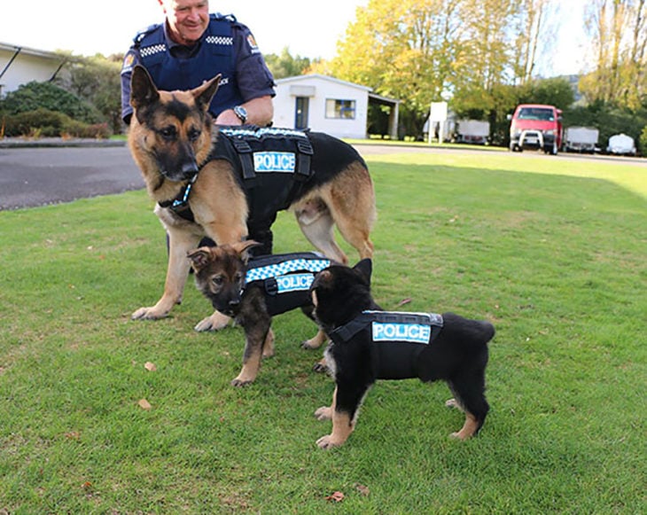 perro adulto policía y dos cachorros