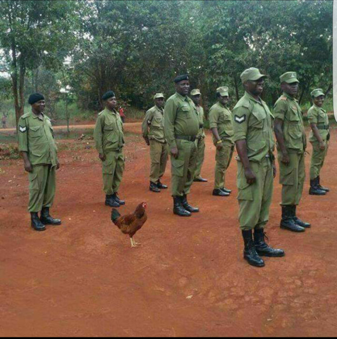 pollo en formación de ejército