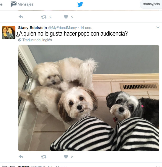 tres perritos mirando hacia arriba
