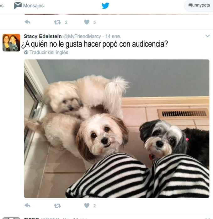 tres perritos mirando hacia arriba