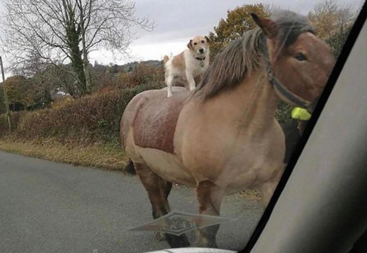 perro encima de un caballo