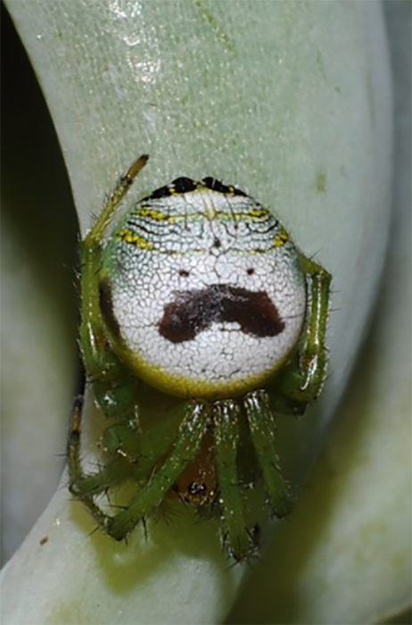 araña con la panza con la cara del señor pringles