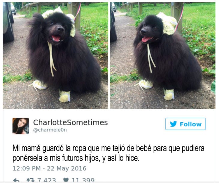 perro negro con gorro y guantes tejidos