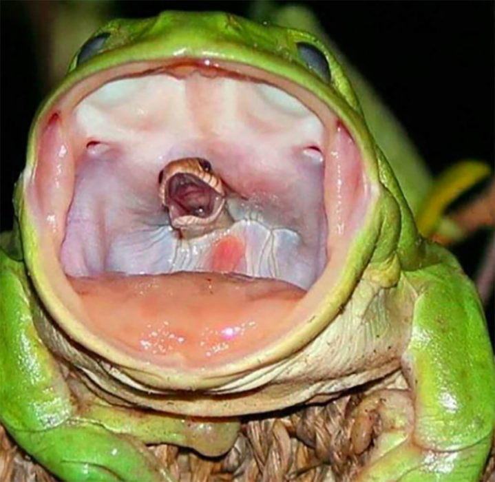 serpiente tragada por una rana