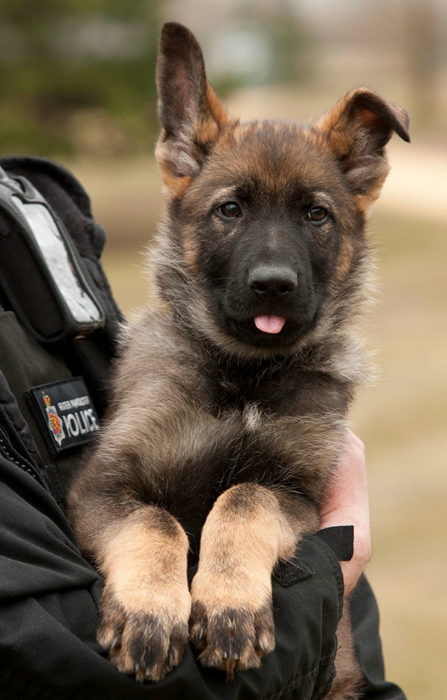 perrito policía en los brazos de un policía humano