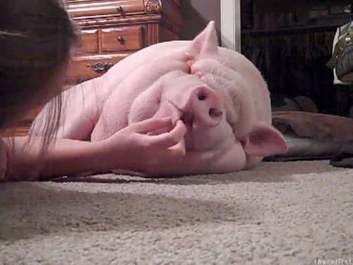 cerdo dormido color rosa acostado sobre el piso