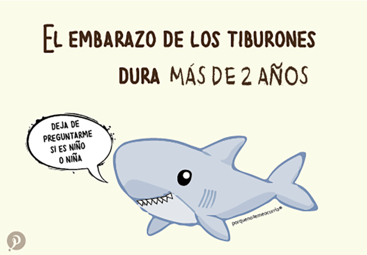 ilustración de un tiburón