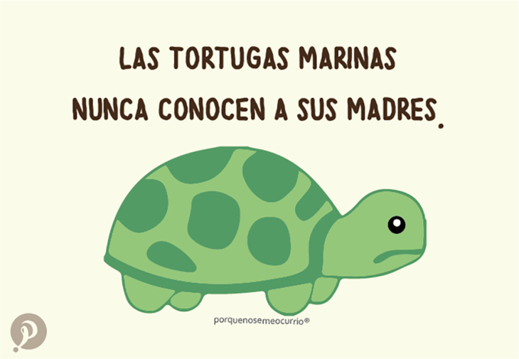 ilustración de una tortuga